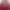 Tünde burgundy 1-button blazer product image